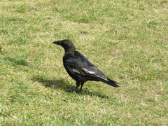 Corvus corone