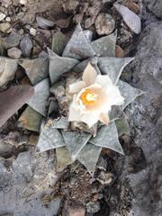 Ariocarpus retusus retusus