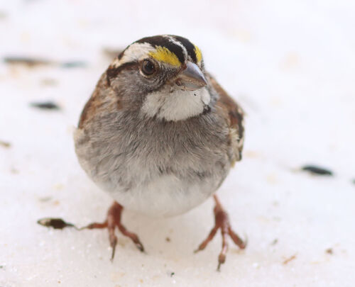 White-throated Sparrow photographed in Arkansas