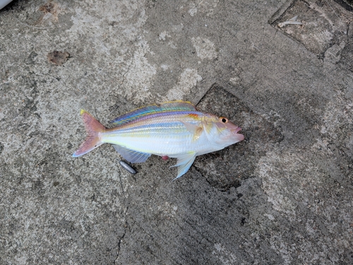 Gold perch (Nemipterus hexodon) — Nemipteridae