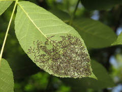 Lophocampa caryae