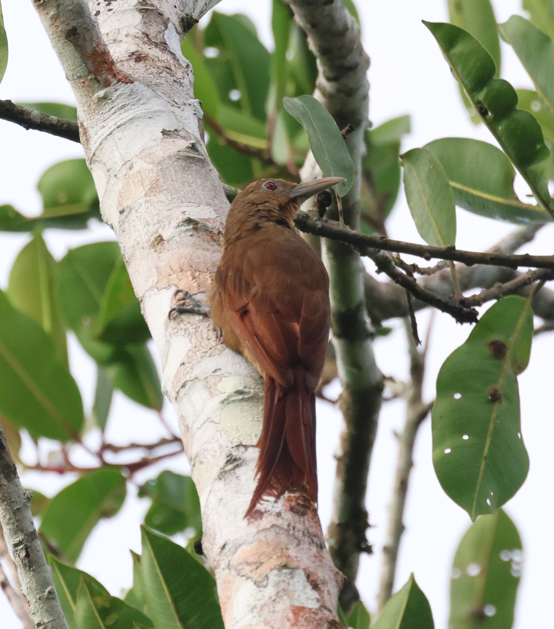 Cinnamon-throated Woodcreeper (Dendrexetastes rufigula), photo 3