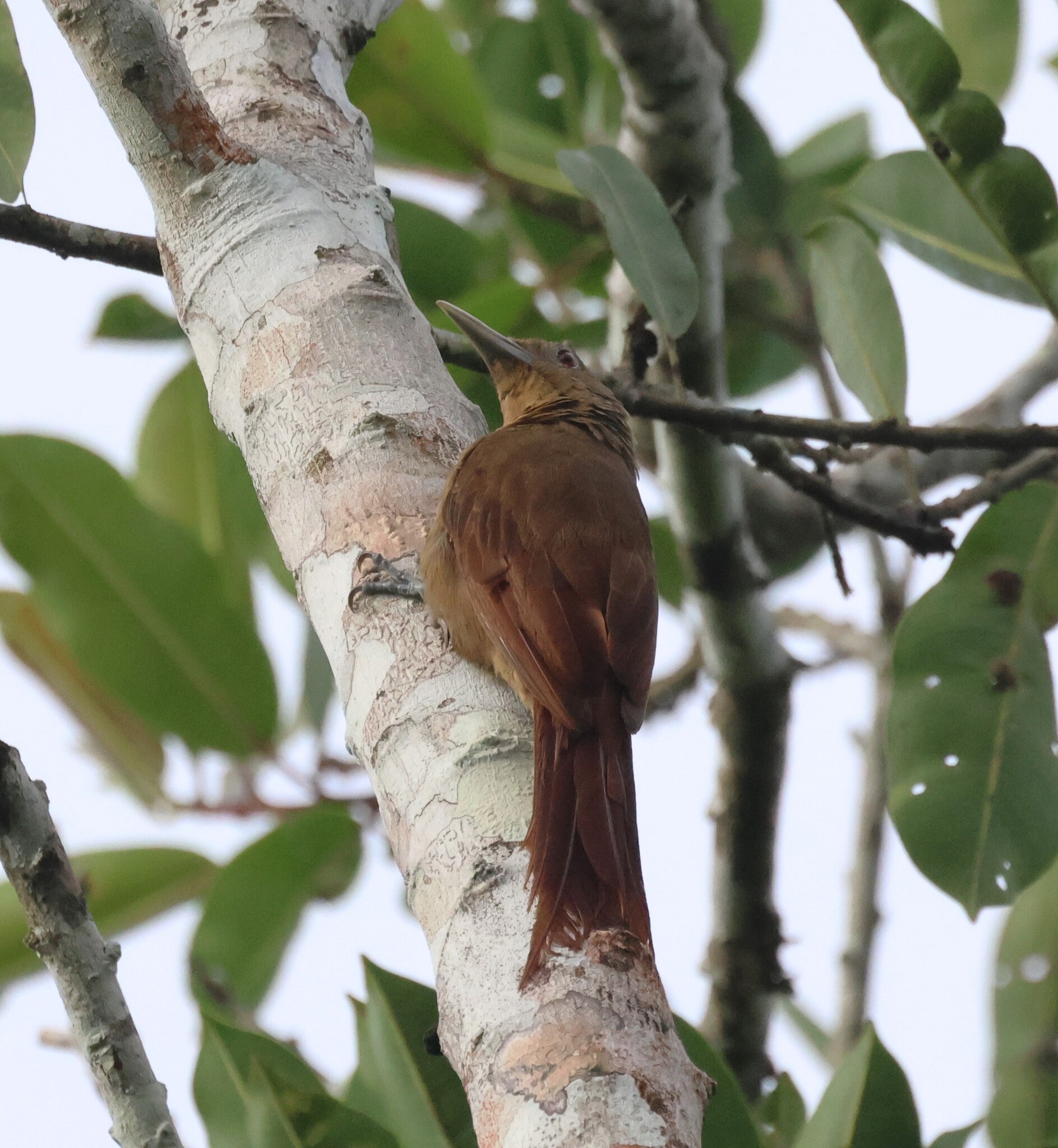 Cinnamon-throated Woodcreeper (Dendrexetastes rufigula), photo 4