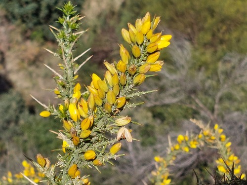 Avistamiento Ulex parviflorus