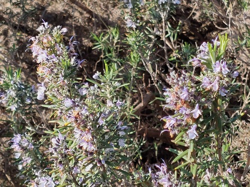 Avistamiento Salvia rosmarinus