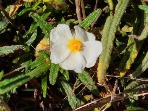 Avistamiento Estepa negra (Cistus monspeliensis)