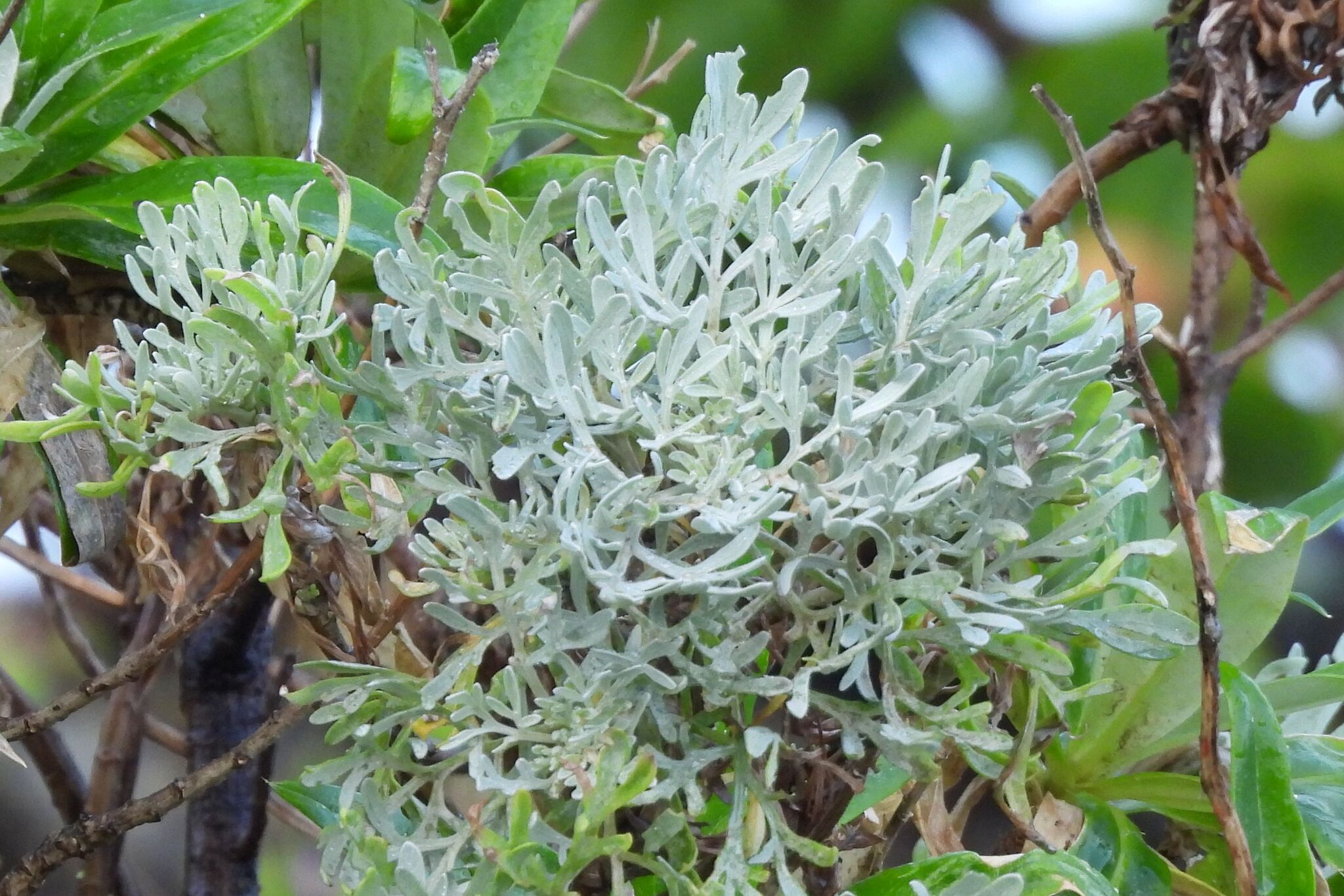 Silver wormwood