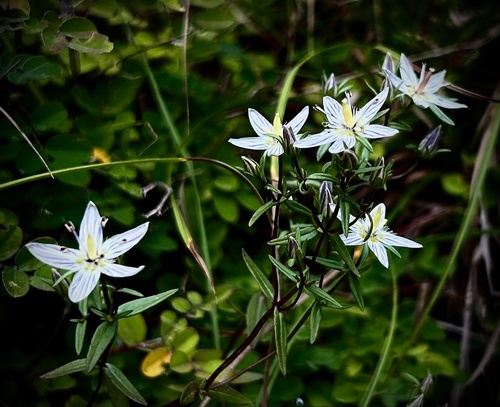 Swertia franchetiana