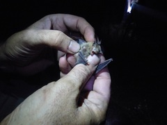 Pipistrellus pipistrellus