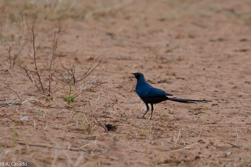 Long-tailed Glossy Starling