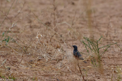 Chestnut-bellied Starling