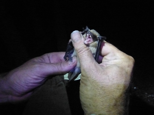 Meridional Serotine (Cnephaeus isabellinus)