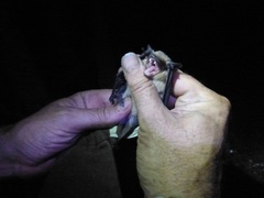 Eptesicus isabellinus