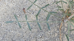 Astragalus pachypus jaegeri