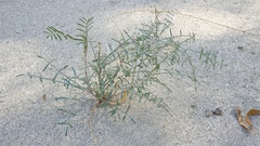 Astragalus pachypus jaegeri