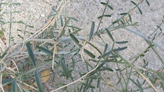 Astragalus pachypus jaegeri