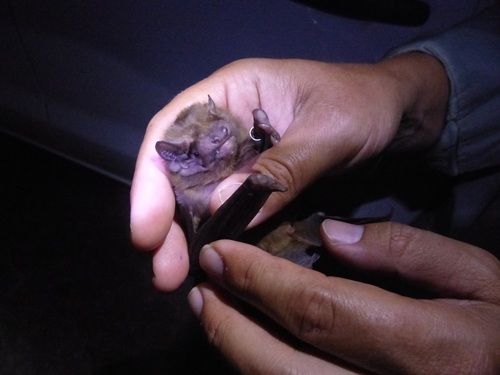 Greater Noctule (Nyctalus lasiopterus)