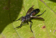 Cylindromyia