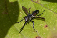 Cylindromyia