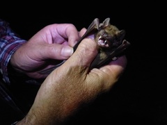 Nyctalus lasiopterus
