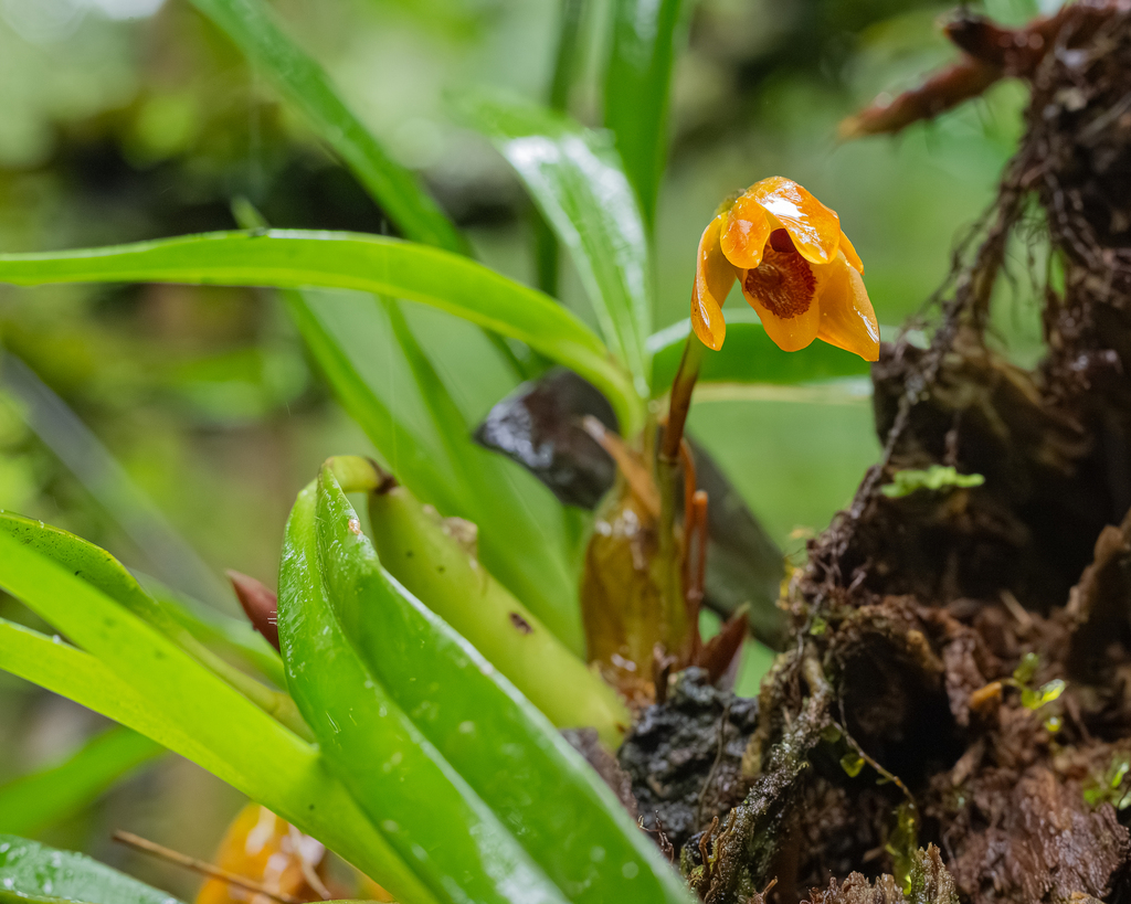 Maxillaria barbosae