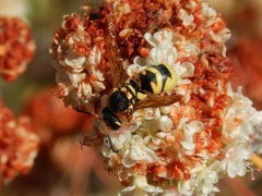 Euodynerus hidalgo viereckii