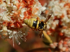 Euodynerus hidalgo viereckii