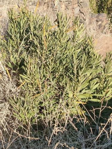 oleander