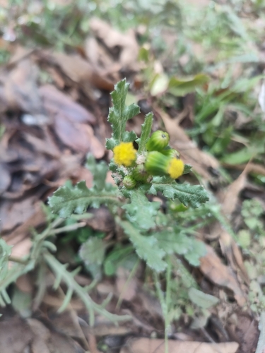 common groundsel