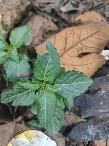 Annual mercury