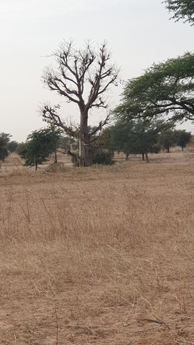 African baobab