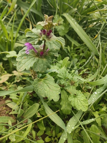 henbit deadnettle