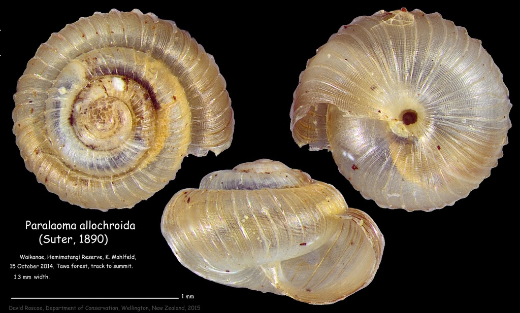 Paralaoma allochroida