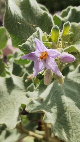 Solanum thomasiifolium