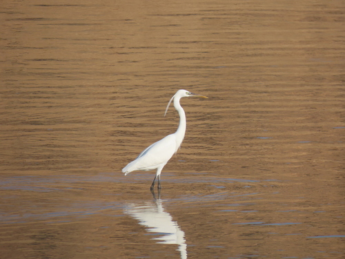 iNaturalist: (c) Jurga Motiejūnaitė, some rights reserved (CC BY-NC), uploaded by Jurga Motiejūnaitė iNaturalist image