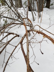 Physocarpus intermedius