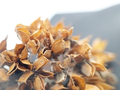 Physocarpus intermedius