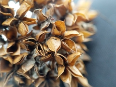 Physocarpus intermedius