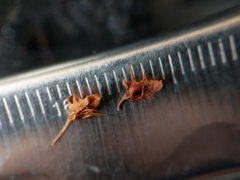 Rumex obtusifolius obtusifolius