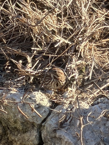 Song Sparrow photographed in Florida