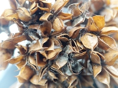 Physocarpus intermedius