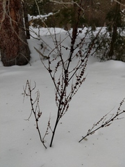 Rumex obtusifolius obtusifolius