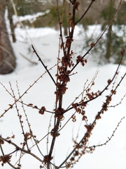 Rumex obtusifolius obtusifolius