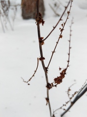 Rumex obtusifolius obtusifolius
