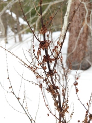 Rumex obtusifolius obtusifolius