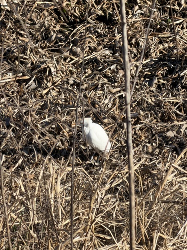 iNaturalist: (c) chloetlynn, some rights reserved (CC BY-NC) iNaturalist image