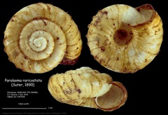 Paralaoma raricostata image