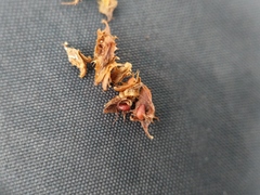 Rumex obtusifolius obtusifolius