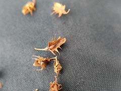 Rumex obtusifolius obtusifolius