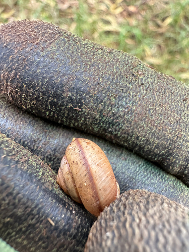 Bradybaena similaris observed 2026-01-26